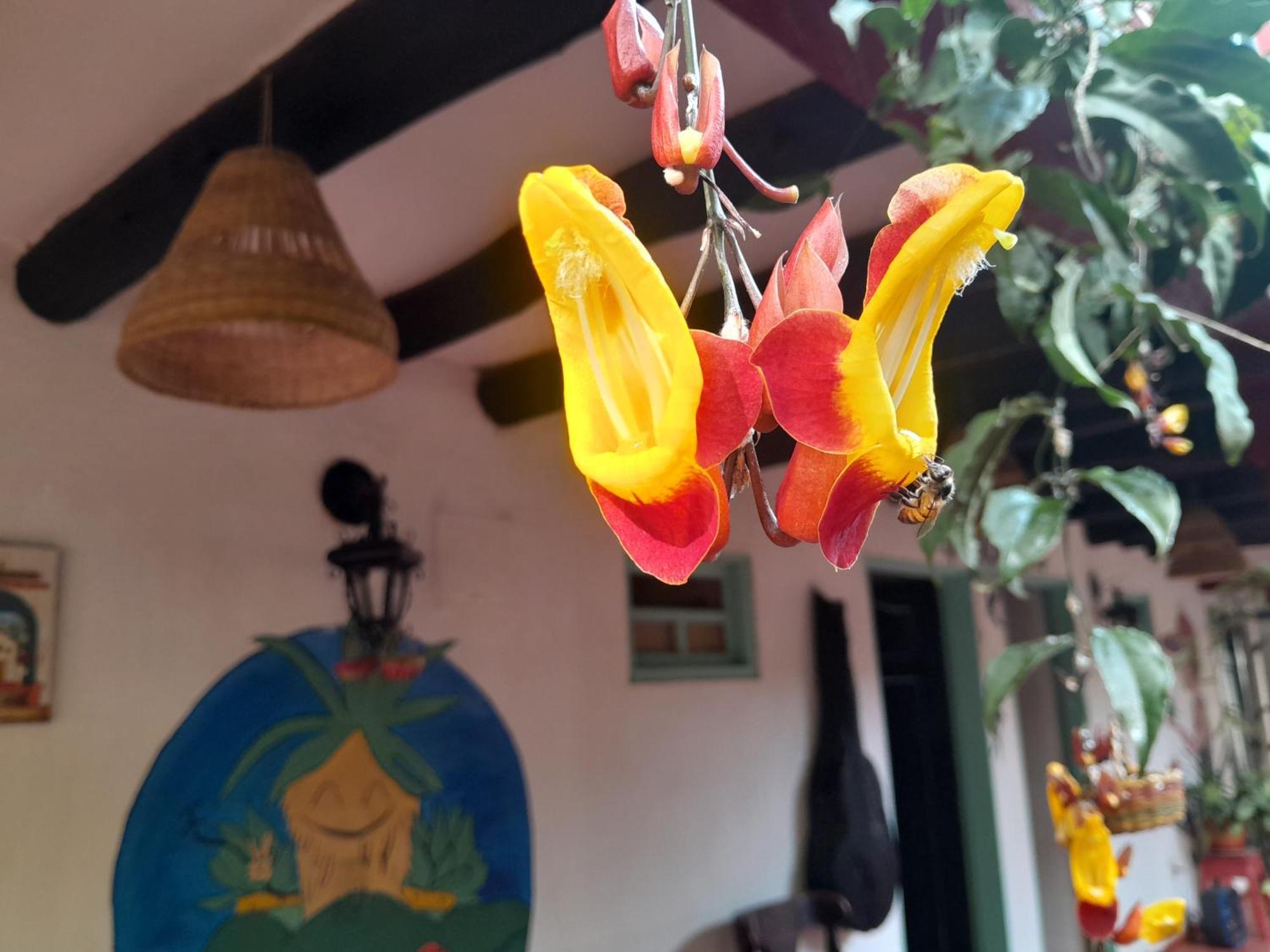 Beija Flor Hostel Villa de Leyva Eksteriør billede